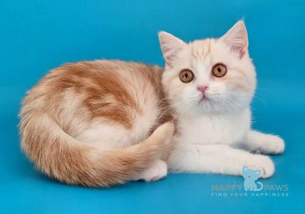 Zan Scottish Straight male red silver tabby bicolour live animals