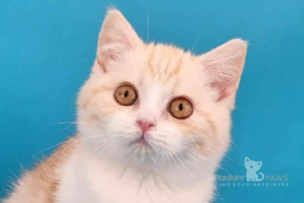 Zan Scottish Straight male red silver tabby bicolour live animals