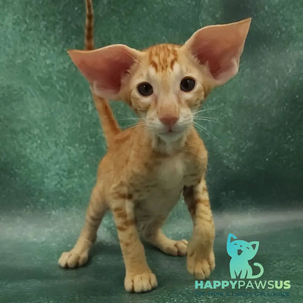 Zаnder Oriental Shorthair male red spotted tabby - live animals