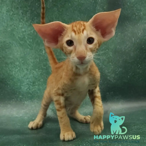 Zаnder Oriental Shorthair male red spotted tabby - live animals