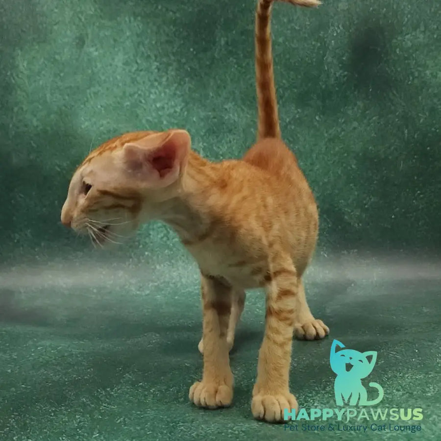 Zаnder Oriental Shorthair male red spotted tabby - live animals