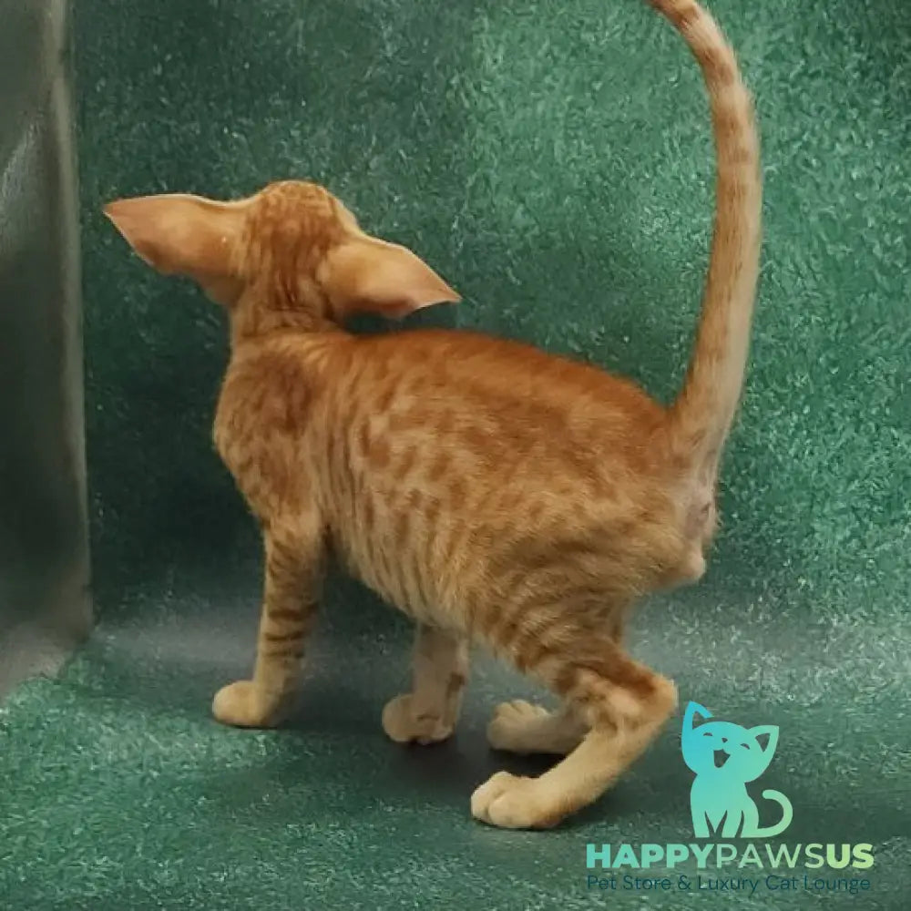 Zаnder Oriental Shorthair male red spotted tabby - live animals