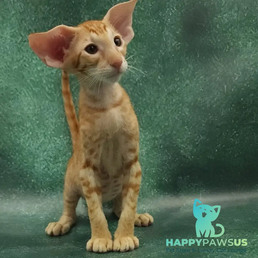 Zаnder Oriental Shorthair male red spotted tabby - live animals
