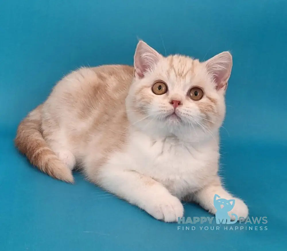 Zander Scottish Straight male red silver tabby bicolour live animals