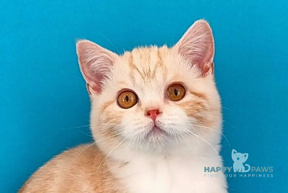 Zander Scottish Straight male red silver tabby bicolour live animals