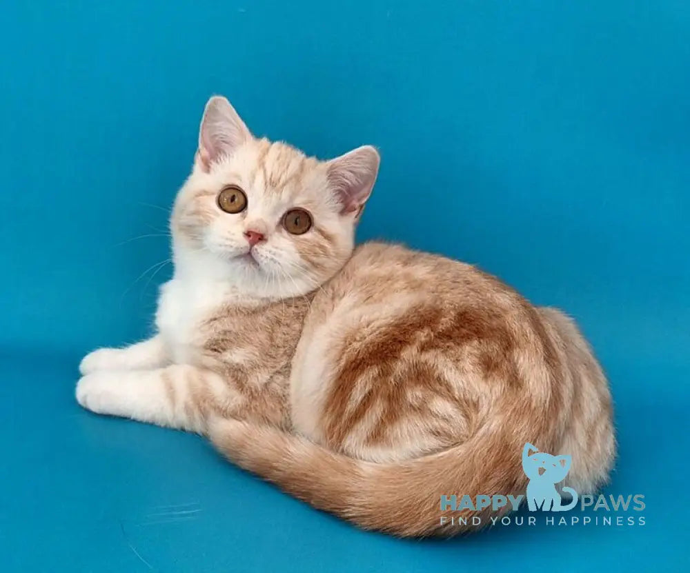 Zander Scottish Straight male red silver tabby bicolour live animals
