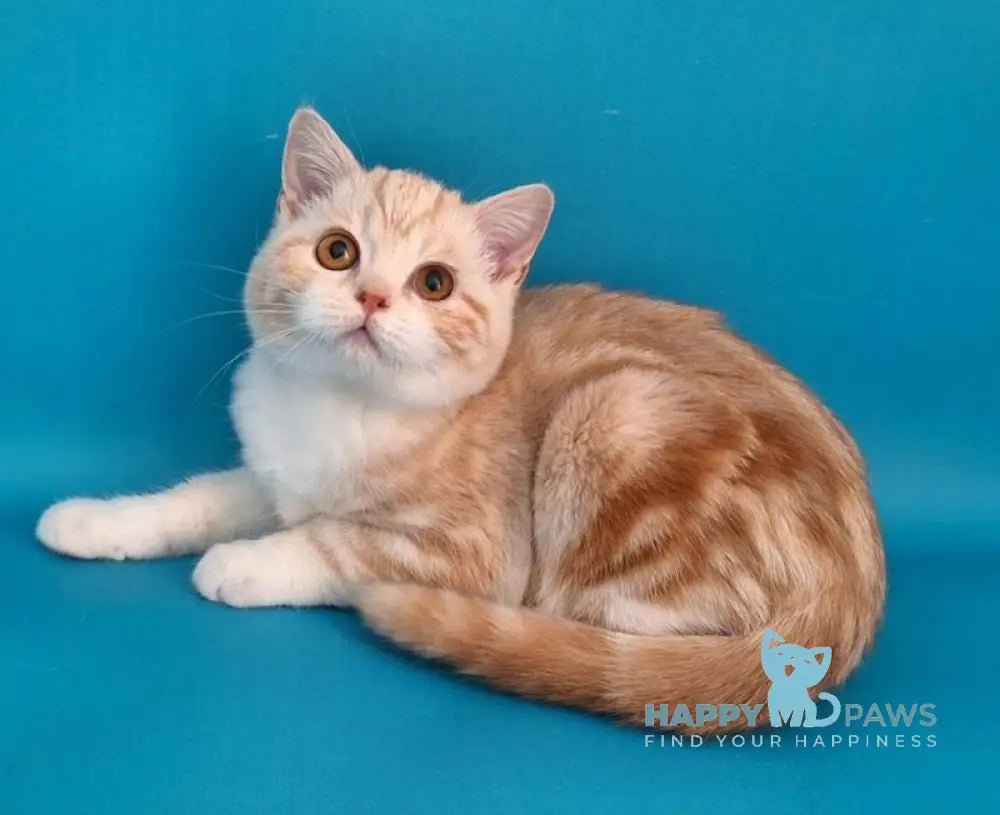 Zander Scottish Straight male red silver tabby bicolour live animals