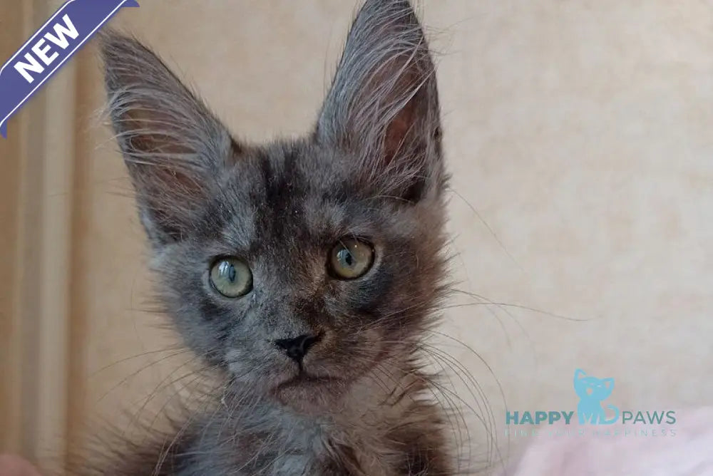 Zane Maine Coon male black silver live animals