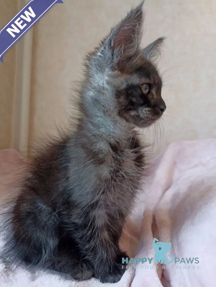 Zane Maine Coon male black silver live animals