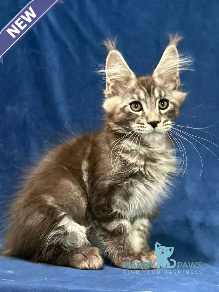 Zane Maine Coon male black silver tabby live animals