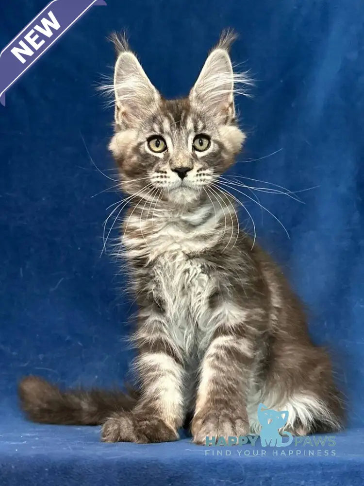 Zane Maine Coon male black silver tabby live animals