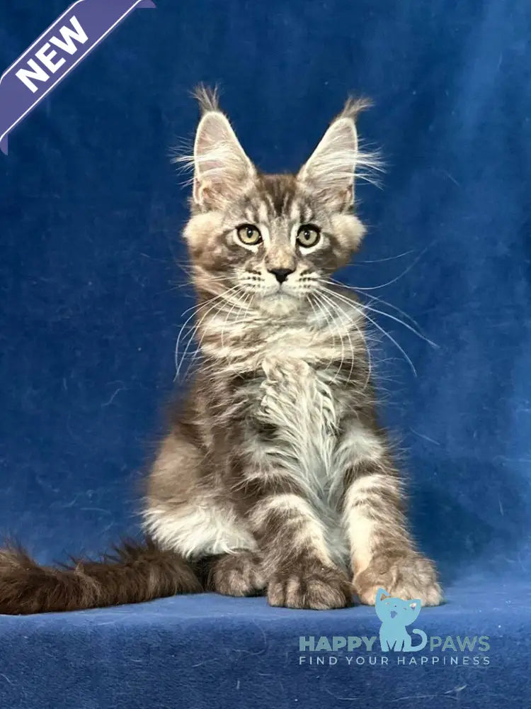 Zane Maine Coon male black silver tabby live animals