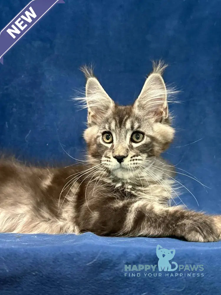 Zane Maine Coon male black silver tabby live animals