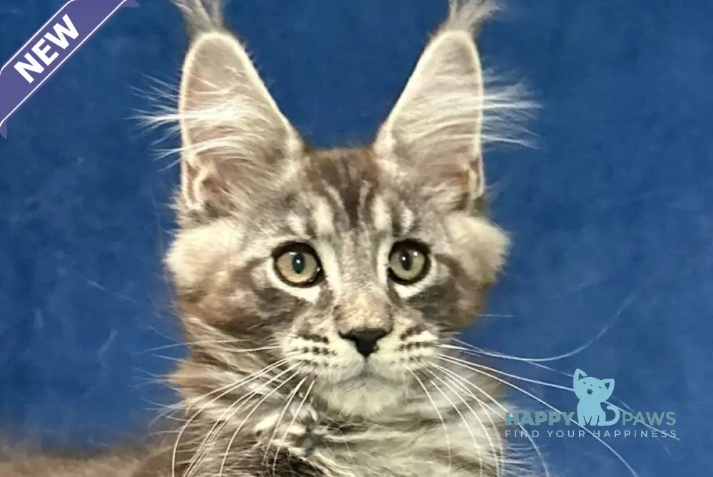 Zane Maine Coon male black silver tabby live animals