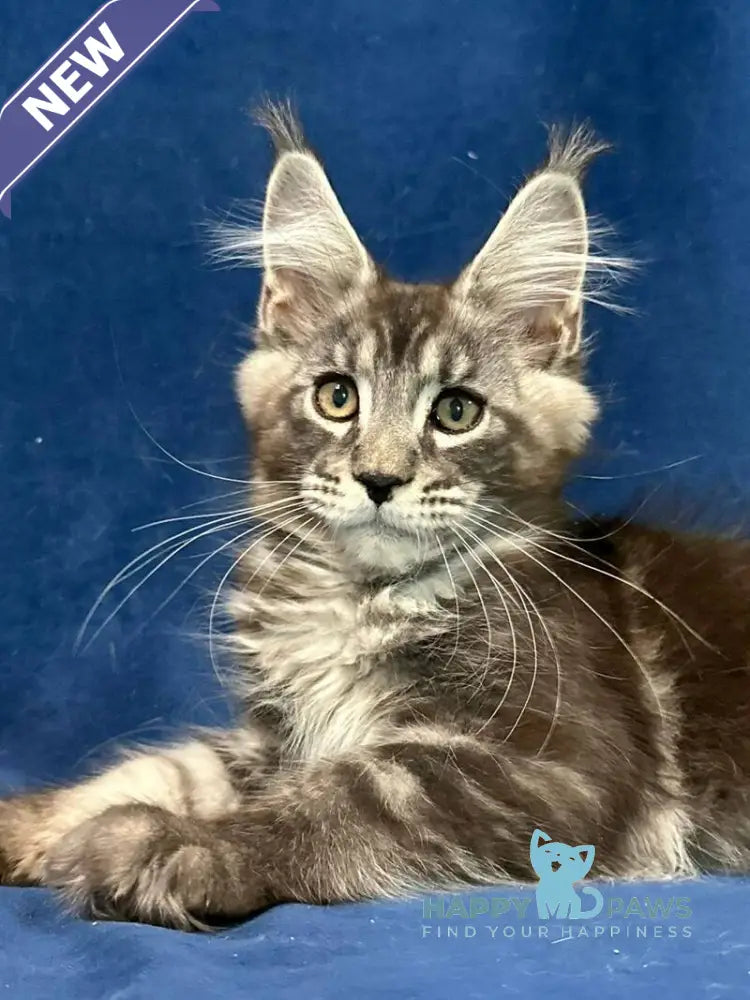 Zane Maine Coon male black silver tabby live animals
