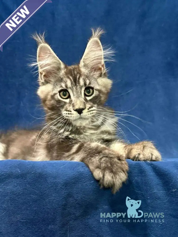 Zane Maine Coon male black silver tabby live animals
