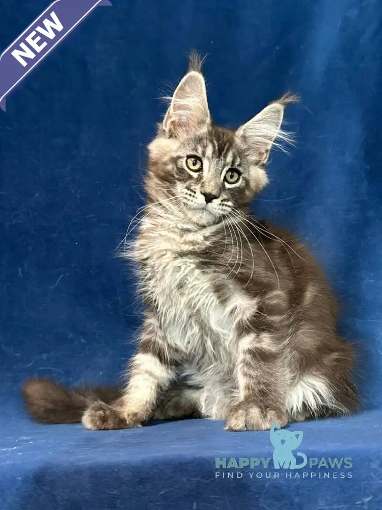 Zane Maine Coon male black silver tabby live animals