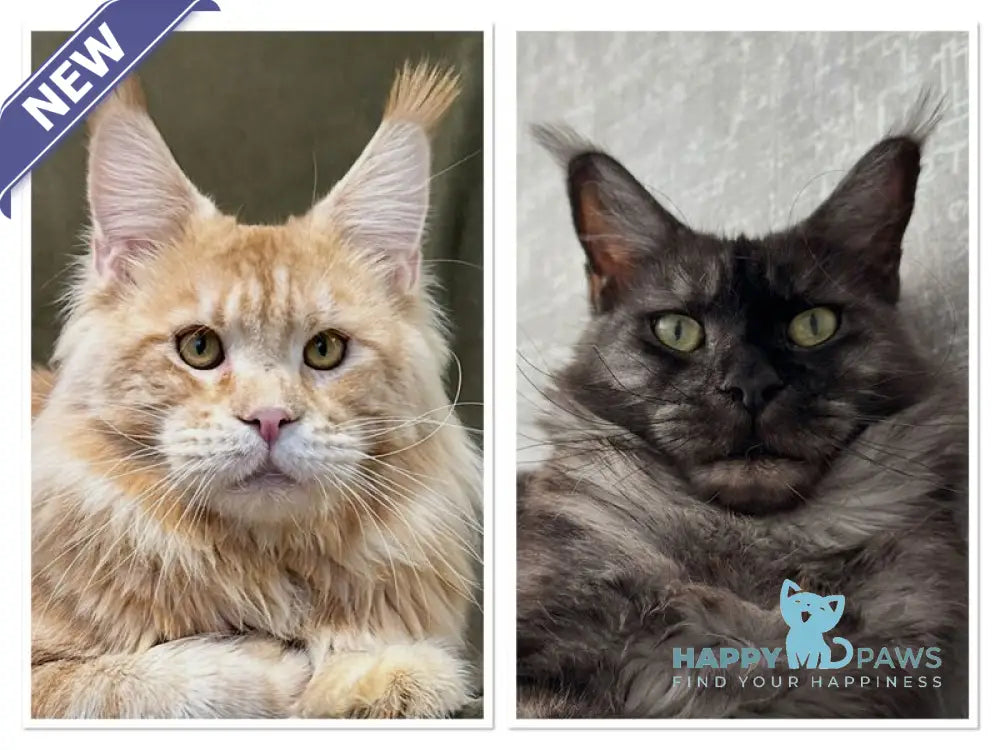 Zane Maine Coon male black silver tabby live animals