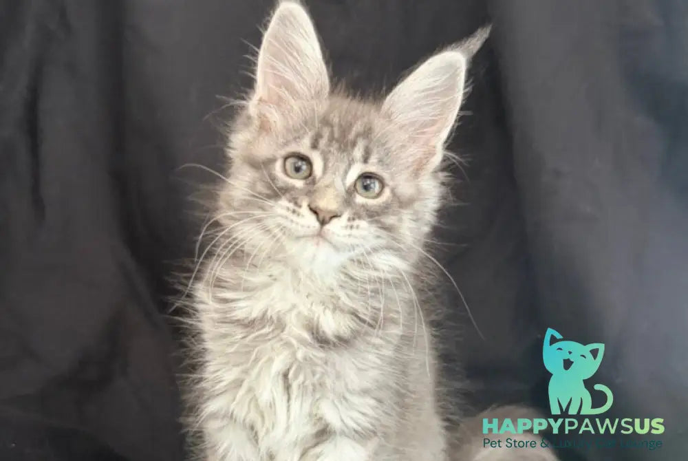 Zangi de Ziro Maine Coon male blue silver tabby - live animals