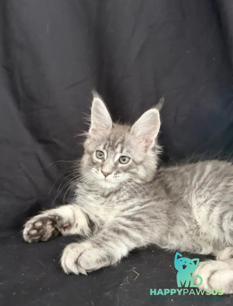 Zangi de Ziro Maine Coon male blue silver tabby - live animals