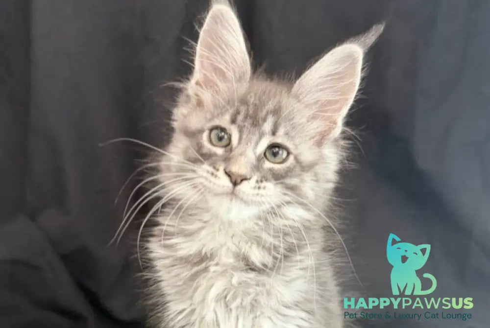 Zangi de Ziro Maine Coon male blue silver tabby - live animals
