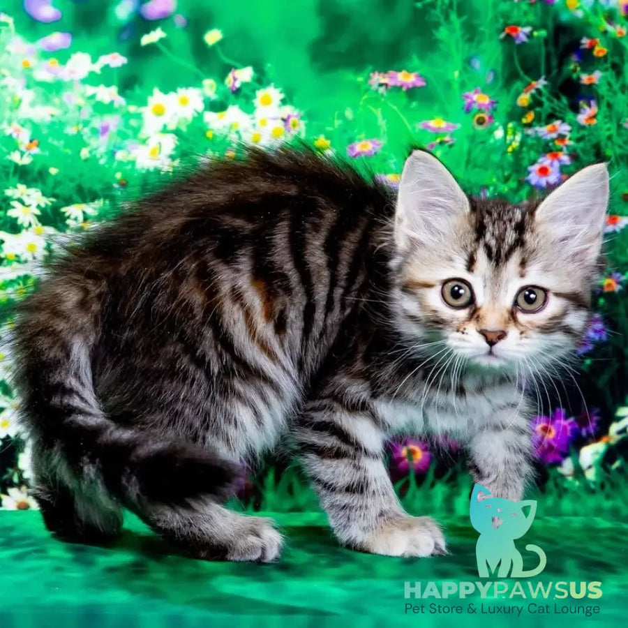 Zannet Siberian female black tortie spotted tabby - live animals