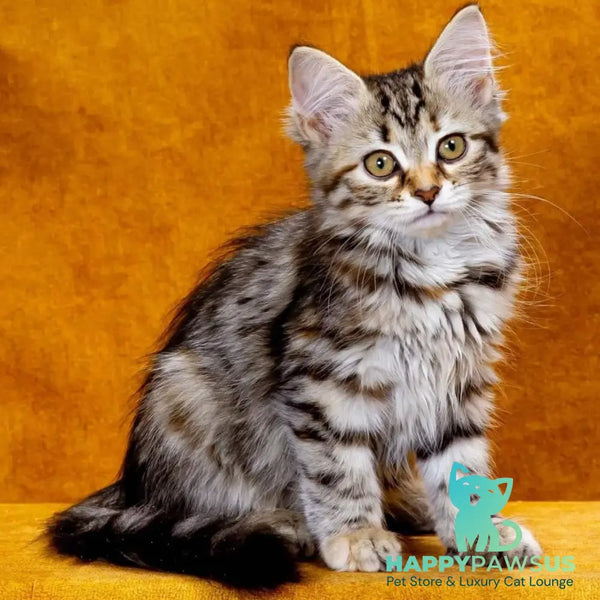 Zannet Siberian female black tortie spotted tabby - live animals