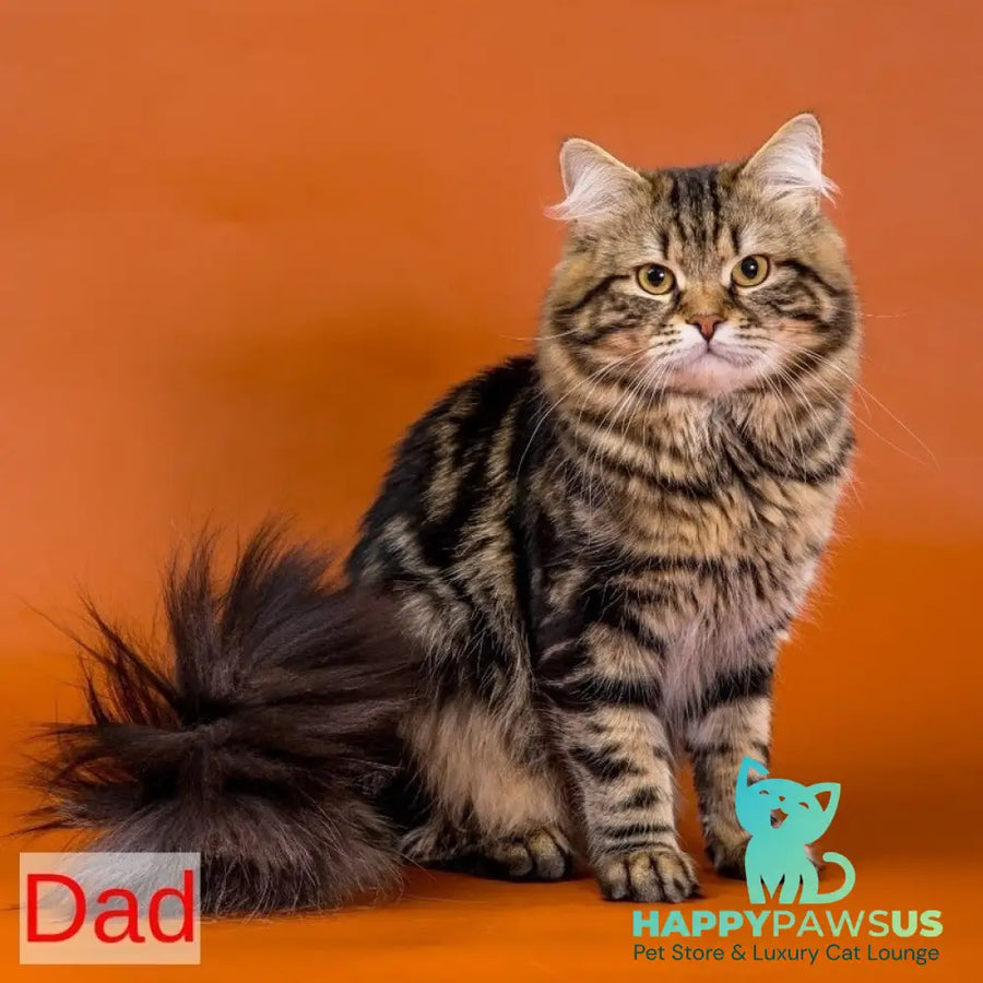 Zannet Siberian female black tortie spotted tabby - live animals