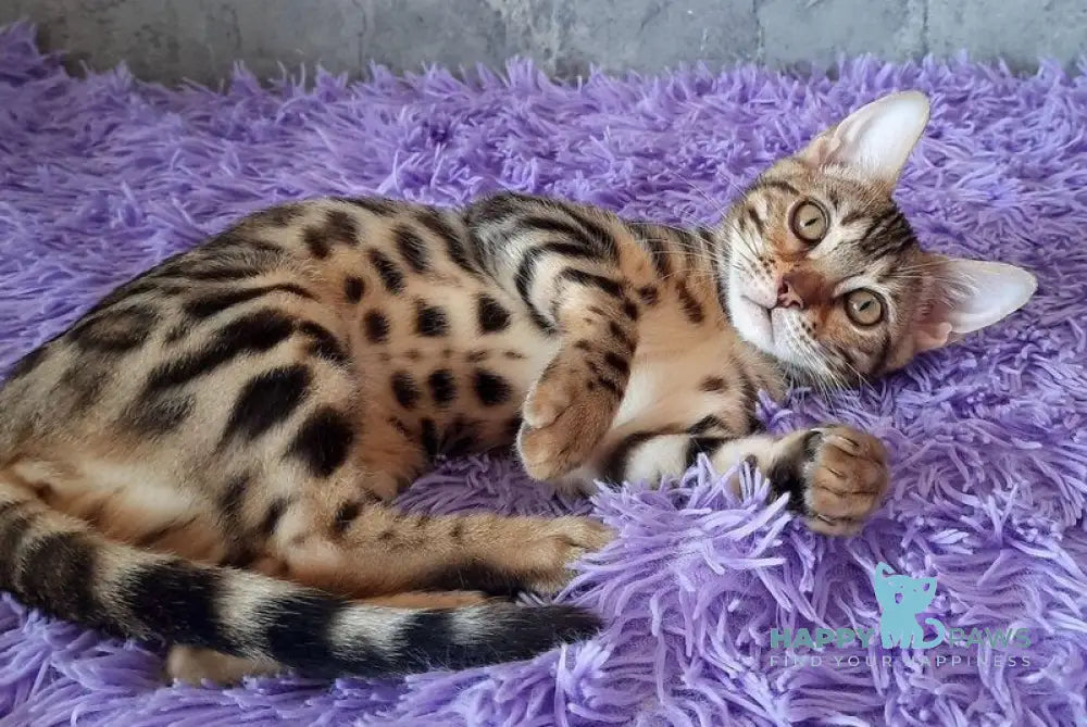 Zara Bengal female black spotted tabby - live animals