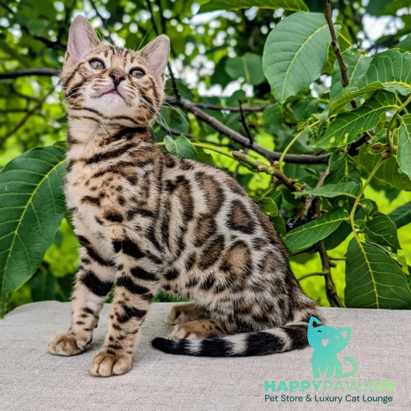 Zara Bengal female black spotted tabby - live animals