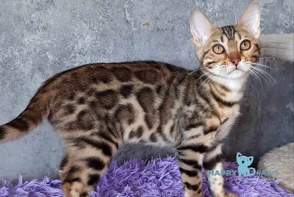 Zara Bengal female black spotted tabby - live animals