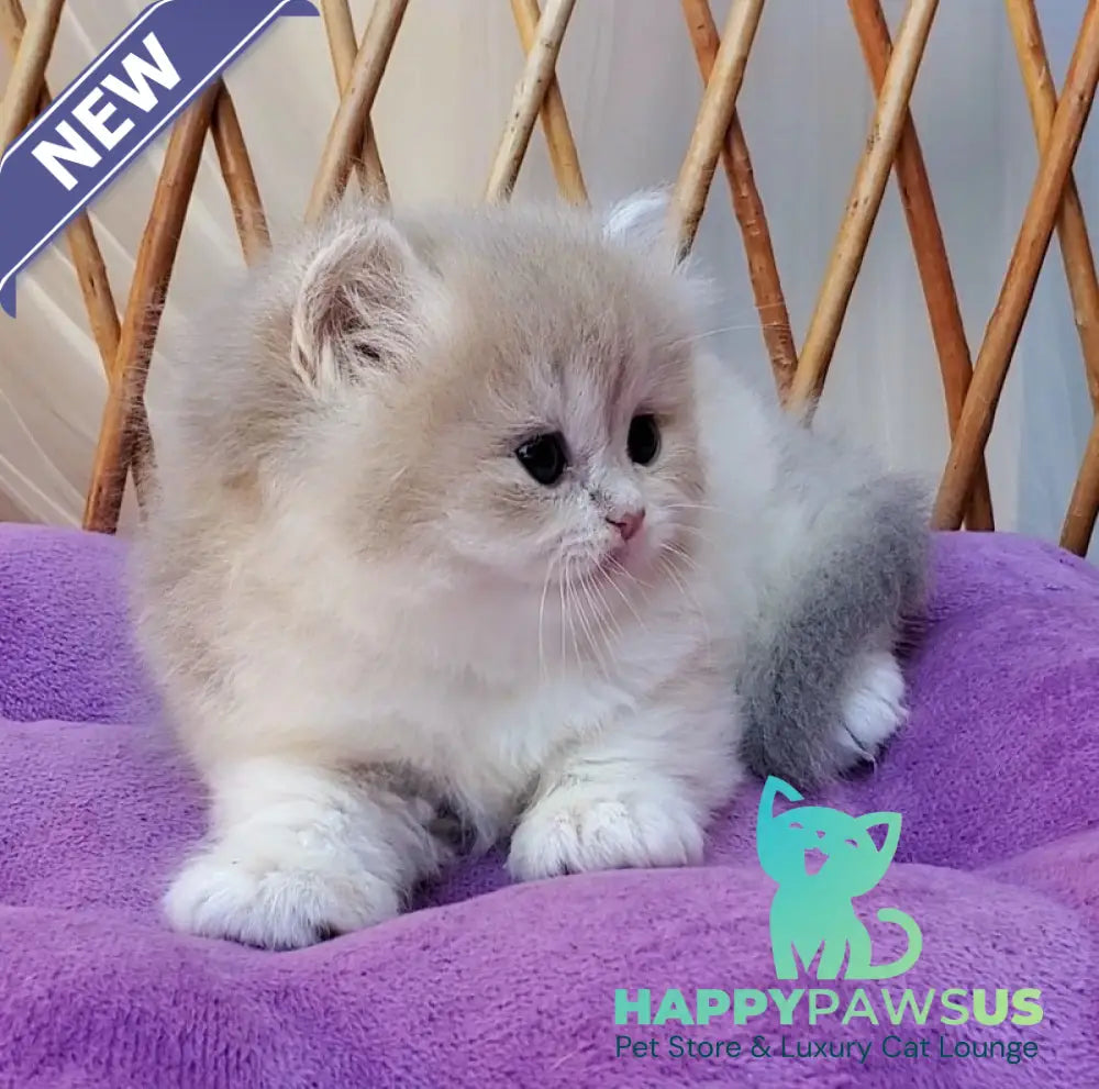 Zara British Longhair female blue golden shaded - live animals