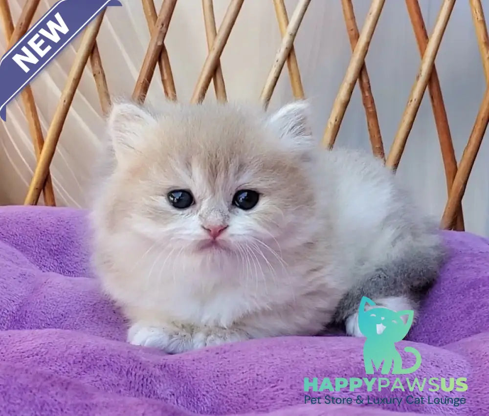 Zara British Longhair female blue golden shaded - live animals