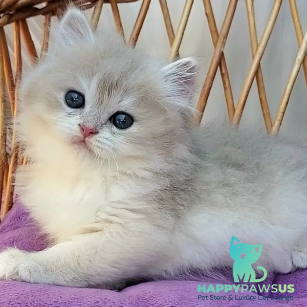 Zara British Longhair female blue golden shaded - live animals