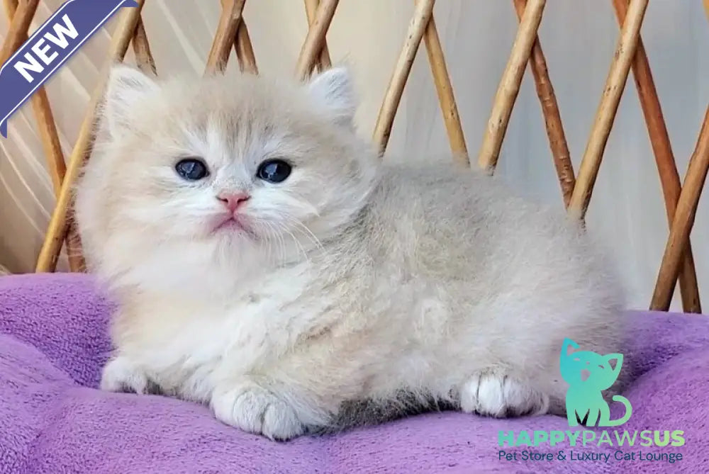 Zara British Longhair female blue golden shaded - live animals