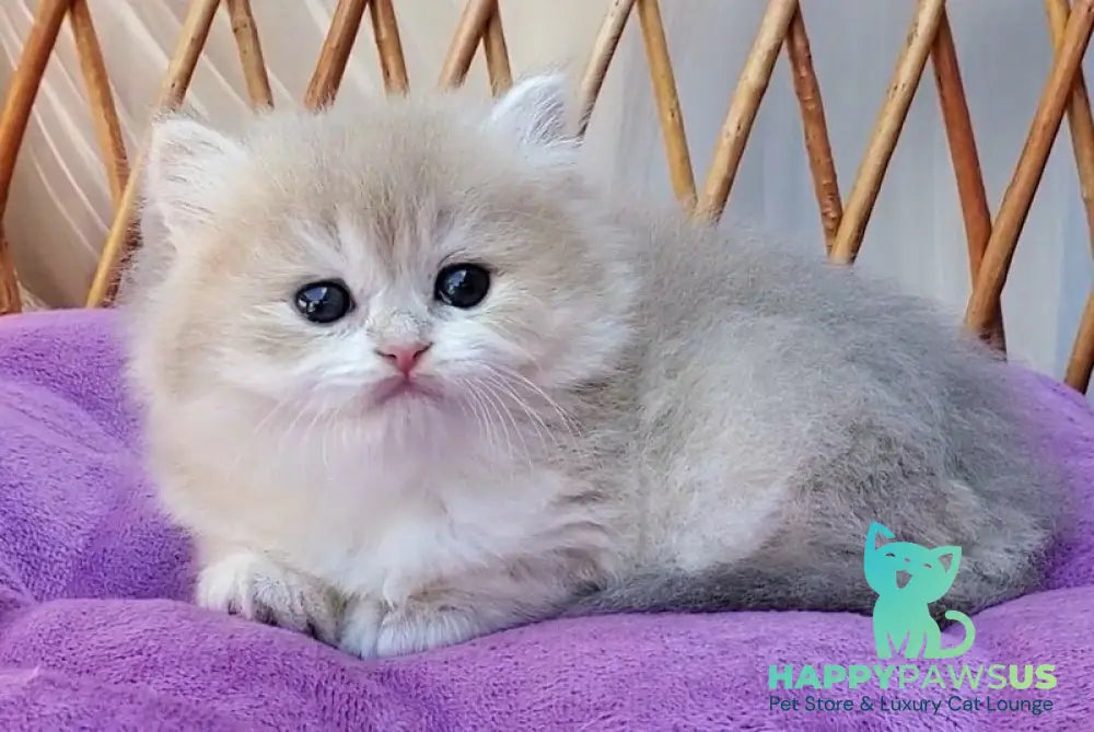 Zara British Longhair female blue golden shaded - live animals