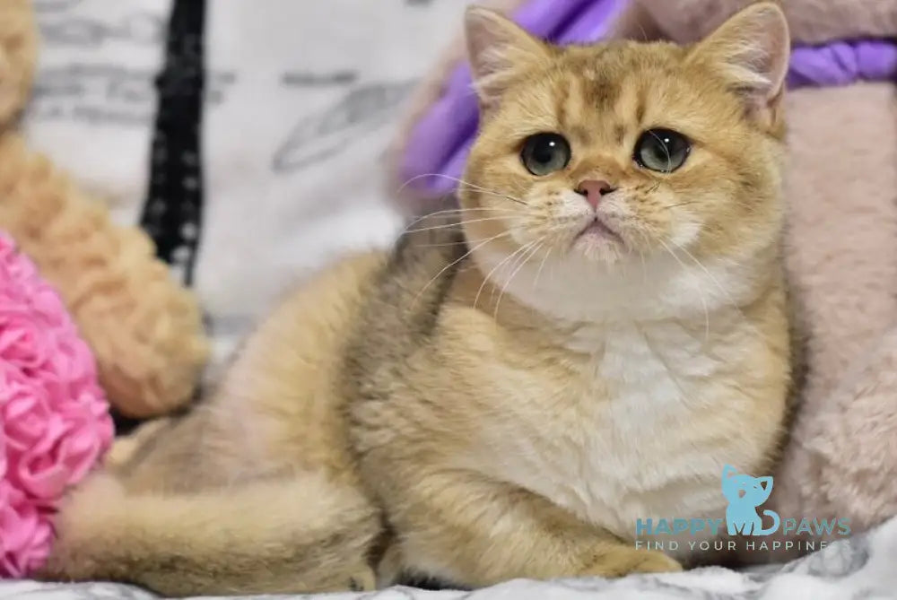 Zara British Shorthair female black golden shaded live animals