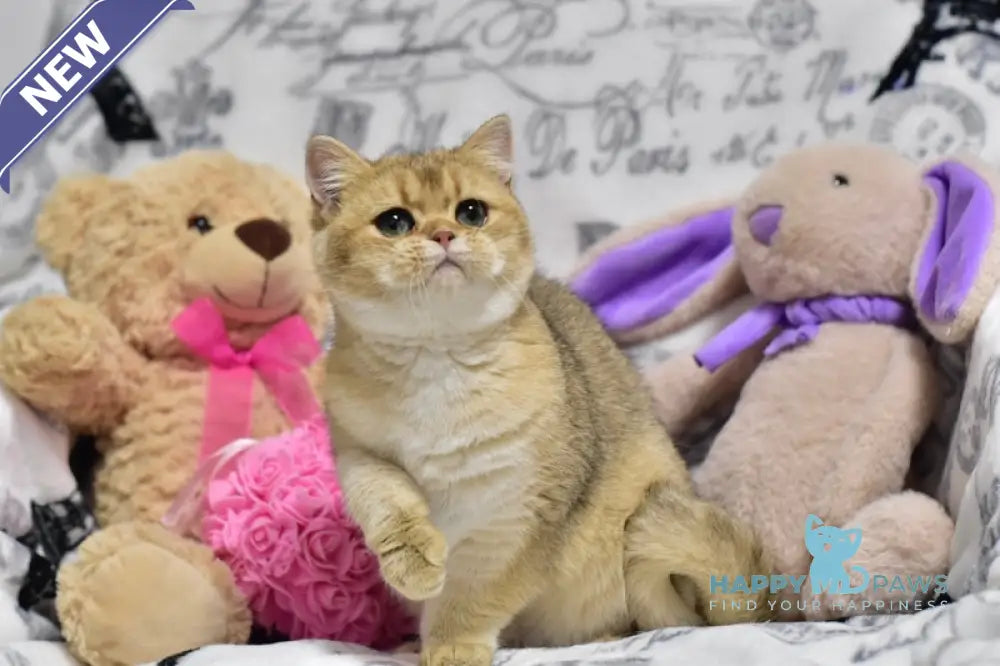 Zara British Shorthair female black golden shaded live animals