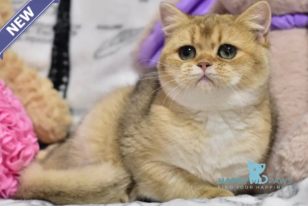 Zara British Shorthair female black golden shaded live animals