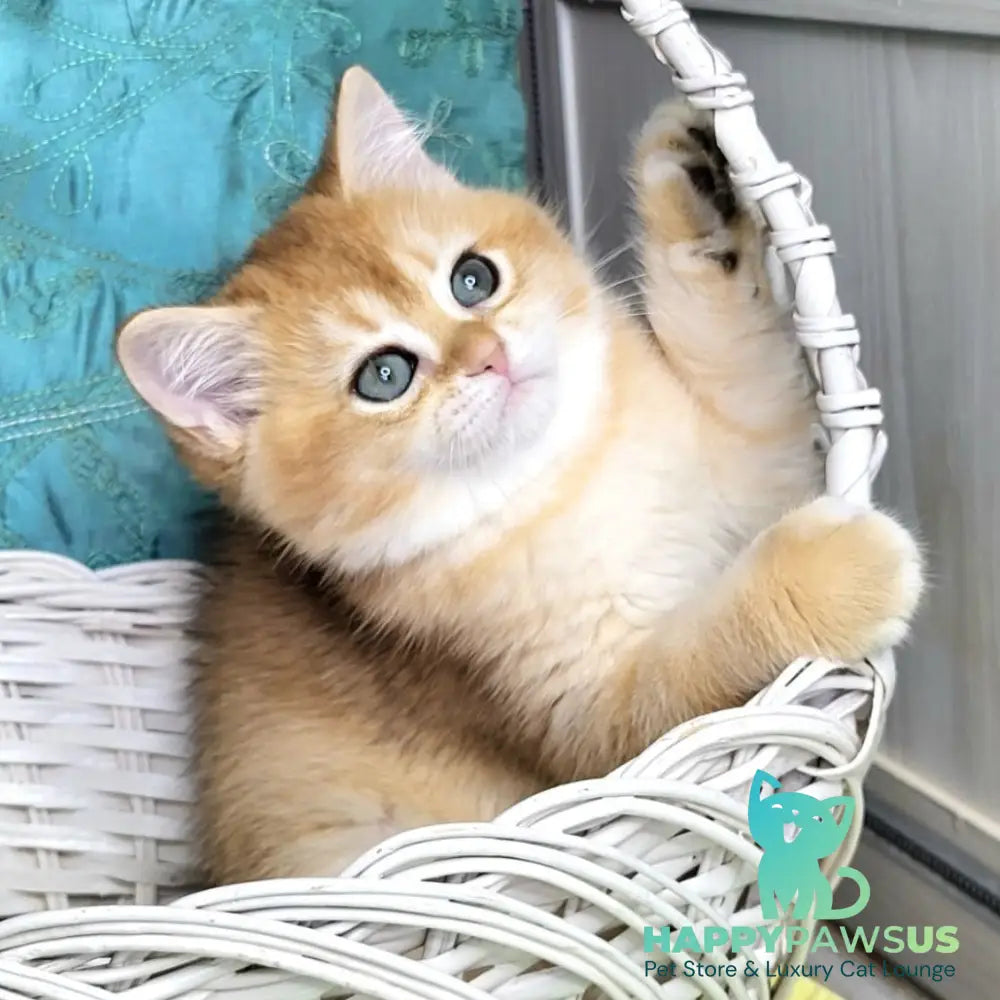 Zara British Shorthair female black golden shaded - live animals