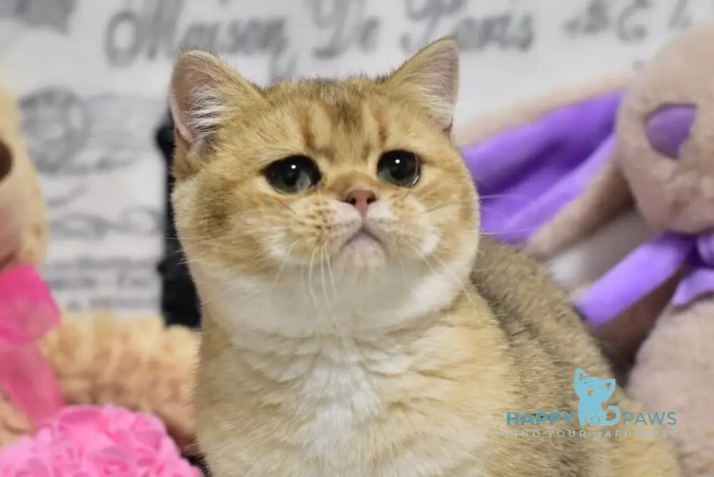 Zara British Shorthair female black golden shaded live animals
