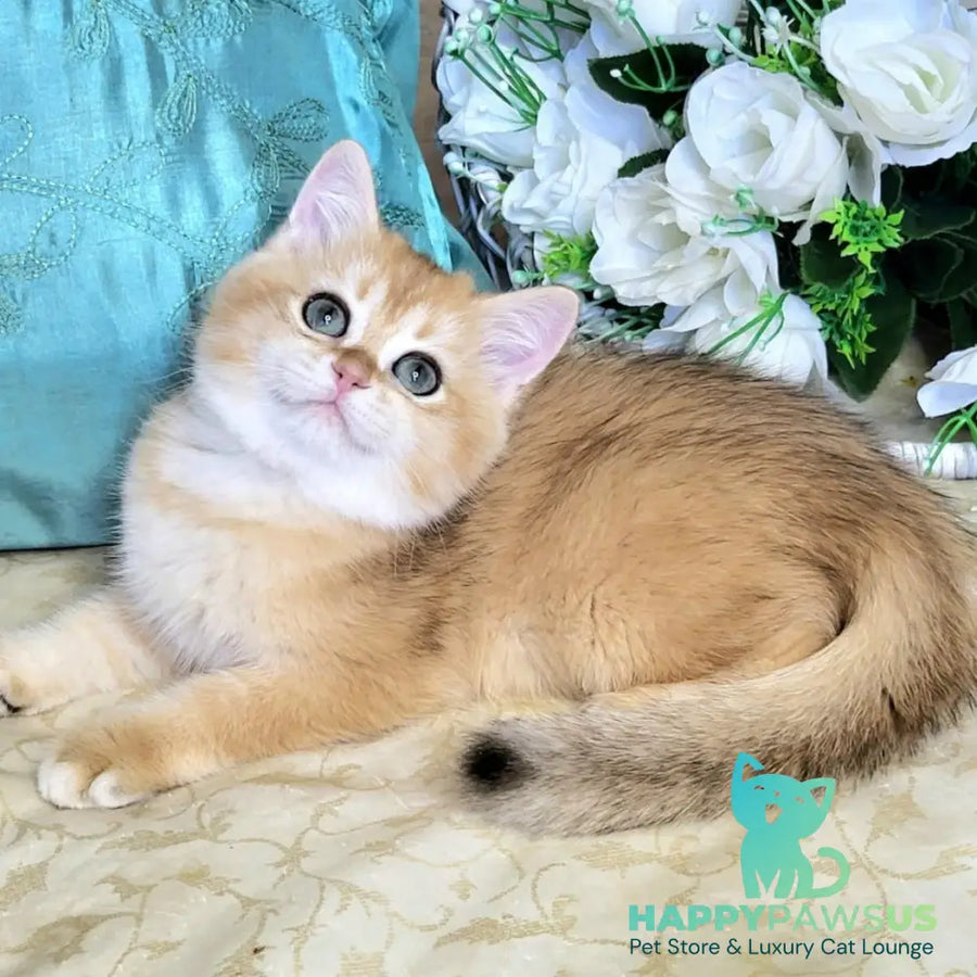 Zara British Shorthair female black golden shaded - live animals
