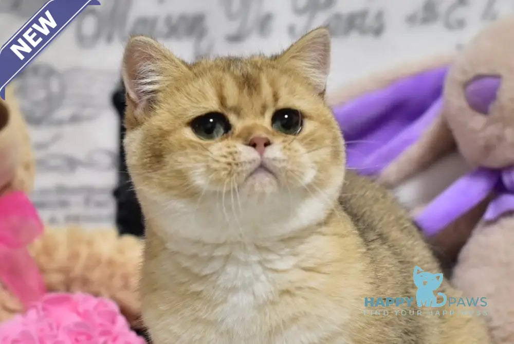 Zara British Shorthair female black golden shaded live animals