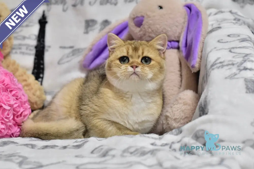 Zara British Shorthair female black golden shaded live animals
