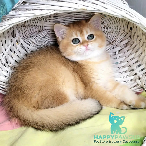 Zara British Shorthair female black golden shaded - live animals