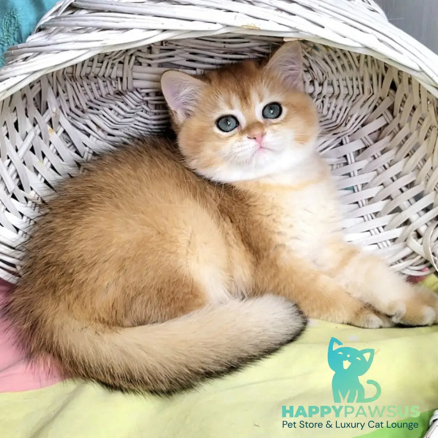 Zara British Shorthair female black golden shaded - live animals