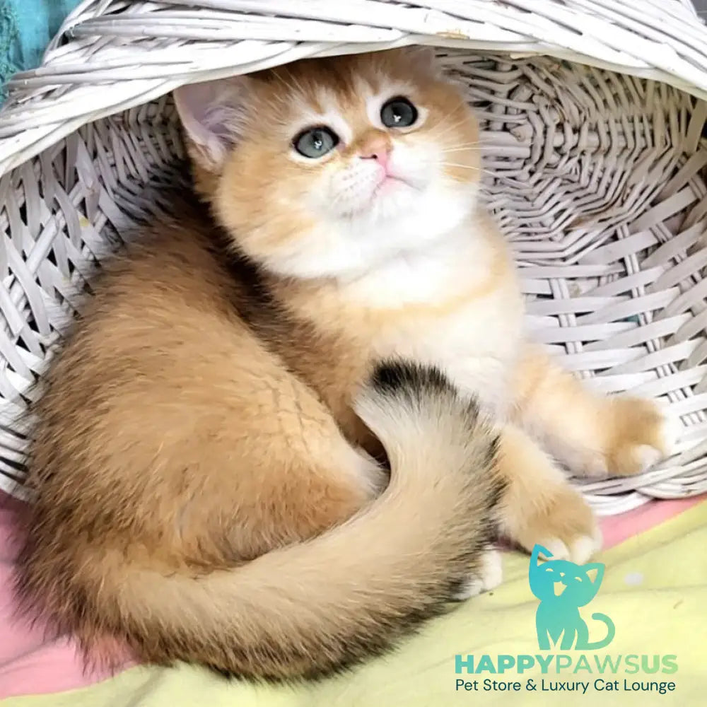 Zara British Shorthair female black golden shaded - live animals