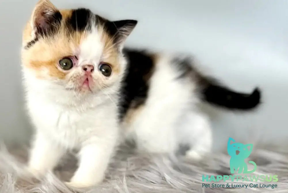 Zara Exotic female black tortie bicolour - live animals