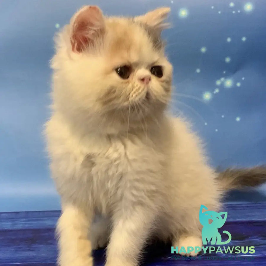 Zara Exotic female blue tortie harlequin - live animals