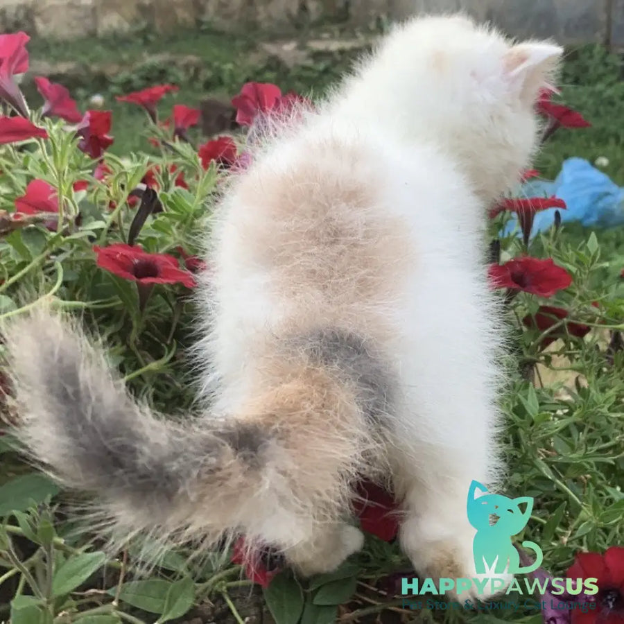 Zara Exotic female blue tortie harlequin - live animals